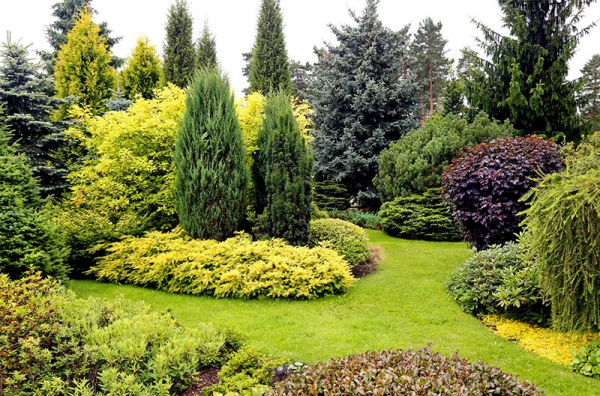 Каким декоративным деревьям для сада отдать предпочтение с учетом особенностей вашего участка